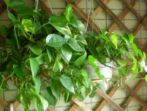 绿萝养殖方法和注意事项有哪些?绿萝的作用叶子发黄原因如何解决