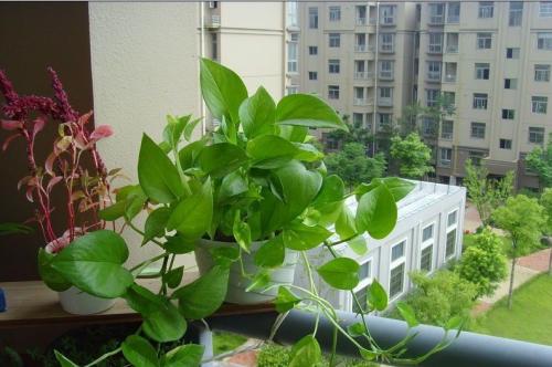 ������ֳ������ע����������Щ�����ܵ�����Ҷ�ӷ���ԭ����ν��