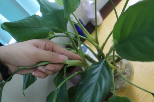 绿萝养殖方法和注意事项有哪些?绿萝的作用叶子发黄原因如何解决