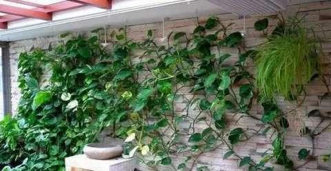 绿萝养殖方法和注意事项有哪些?绿萝的作用叶子发黄原因如何解决