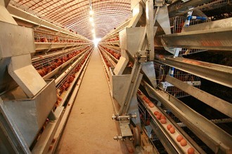 养什么鸡能赚钱?怎么养鸡才赚钱? 养鸡应注意哪些事项?