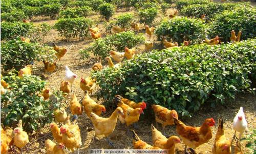 ʲô׬Ǯô׬Ǯ ӦעЩ