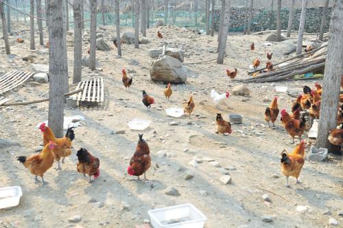 ʲô׬Ǯô׬Ǯ ӦעЩ