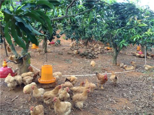 养什么鸡能赚钱?怎么养鸡才赚钱? 养鸡应注意哪些事项?