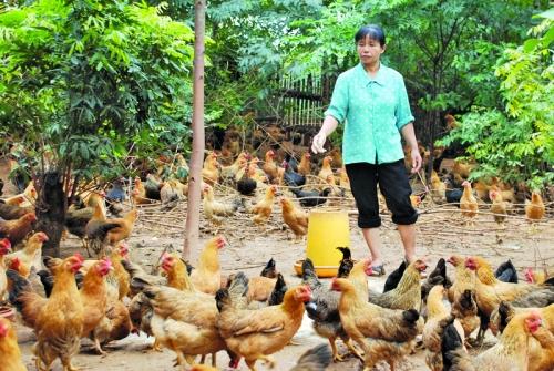 养什么鸡能赚钱?怎么养鸡才赚钱? 养鸡应注意哪些事项?