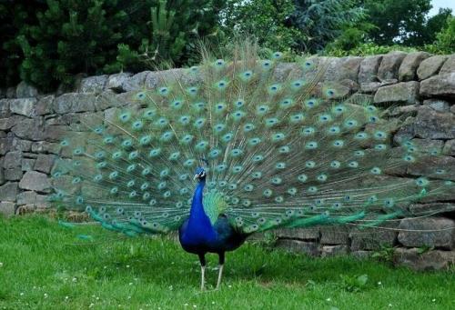 孔雀有哪些品种哪一种最赚钱?孔雀养殖成本利润及前景价格分析