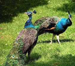 孔雀有哪些品种哪一种最赚钱?孔雀养殖成本利润及前景价格分析