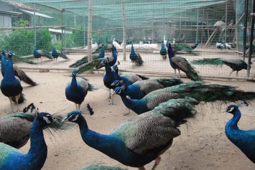 ȸЩƷһ׬Ǯȸֳɱǰ۸