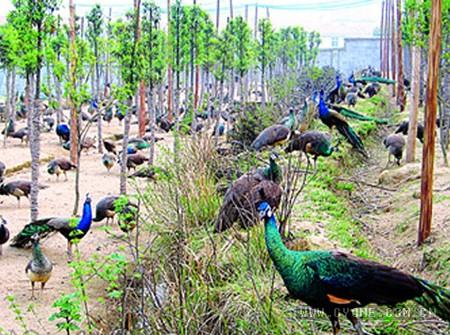 ȸЩƷһ׬Ǯȸֳɱǰ۸