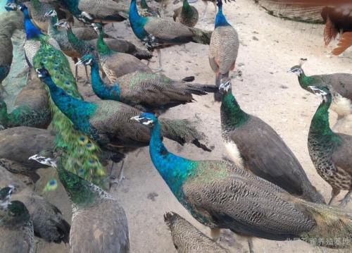 孔雀有哪些品种哪一种最赚钱?孔雀养殖成本利润及前景价格分析