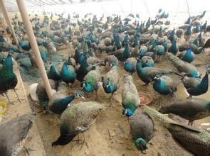 孔雀有哪些品种哪一种最赚钱?孔雀养殖成本利润及前景价格分析