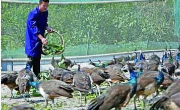 ȸЩƷһ׬Ǯȸֳɱǰ۸