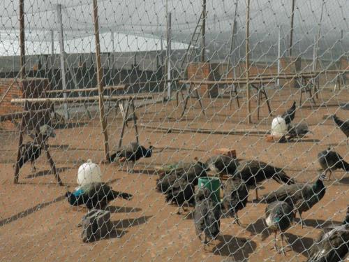 孔雀有哪些品种哪一种最赚钱?孔雀养殖成本利润及前景价格分析