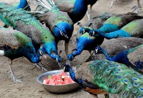 孔雀有哪些品种哪一种最赚钱?孔雀养殖成本利润及前景价格分析