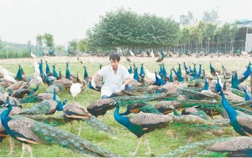 孔雀有哪些品种哪一种最赚钱?孔雀养殖成本利润及前景价格分析
