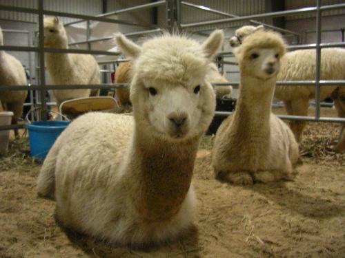 羊驼好养殖吗适合在哪里养殖?羊驼养殖前景如何要哪些基本条件?