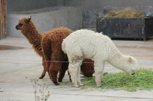 羊驼好养殖吗适合在哪里养殖?羊驼养殖前景如何要哪些基本条件?