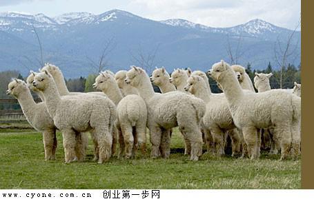 羊驼好养殖吗适合在哪里养殖?羊驼养殖前景如何要哪些基本条件?