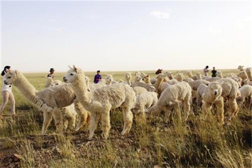 羊驼好养殖吗适合在哪里养殖?羊驼养殖前景如何要哪些基本条件?