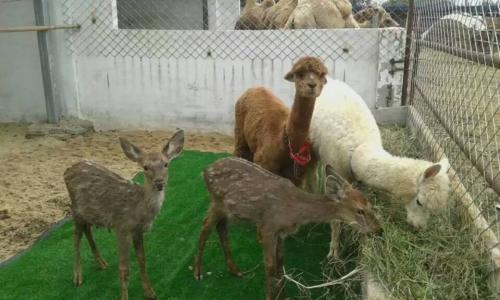 羊驼好养殖吗适合在哪里养殖?羊驼养殖前景如何要哪些基本条件?