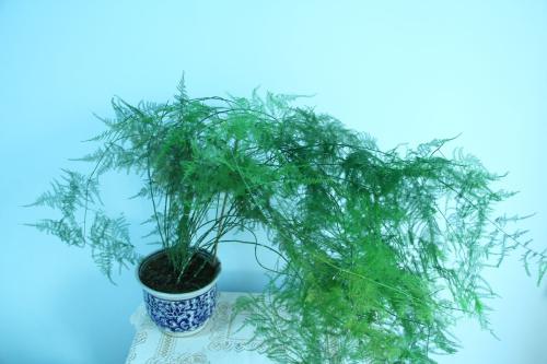 ������ɶԢ����ô���������ͺÿ�����Ҷ����������ñ���������