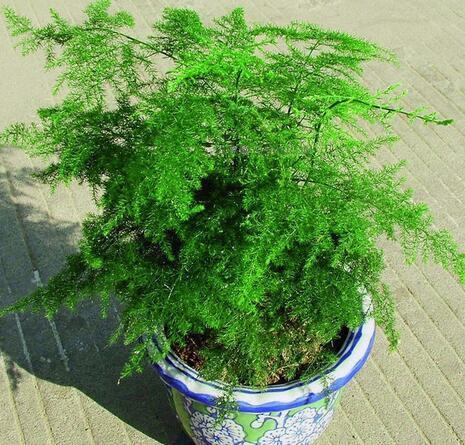 ������ɶԢ����ô���������ͺÿ�����Ҷ����������ñ���������