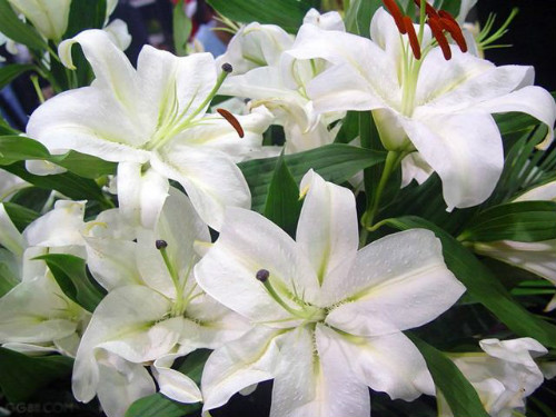 �ٺ���ˮ���� ˮ��ٺϻ���ô�� �ٺ�ˮ�����ֳ������ע������