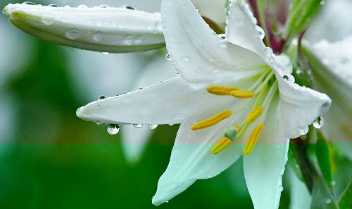 �ٺ���ˮ���� ˮ��ٺϻ���ô�� �ٺ�ˮ�����ֳ������ע������