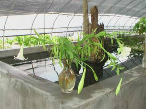 �ٺ���ˮ���� ˮ��ٺϻ���ô�� �ٺ�ˮ�����ֳ������ע������