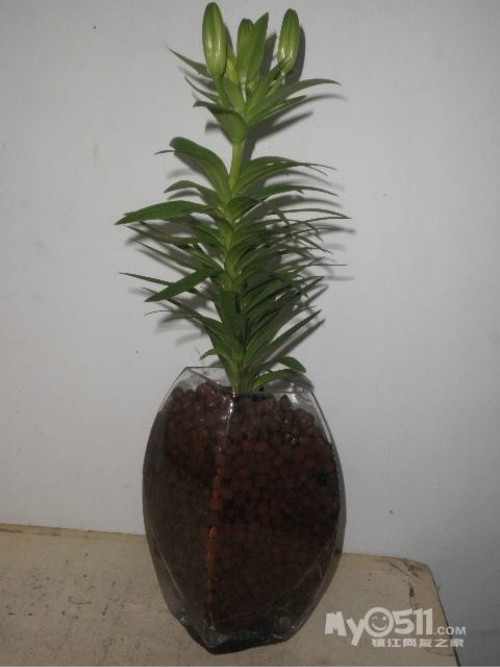 �ٺ���ˮ���� ˮ��ٺϻ���ô�� �ٺ�ˮ�����ֳ������ע������