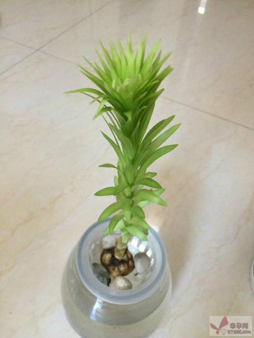 �ٺ���ˮ���� ˮ��ٺϻ���ô�� �ٺ�ˮ�����ֳ������ע������