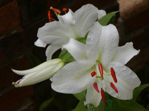 �ٺ���ˮ���� ˮ��ٺϻ���ô�� �ٺ�ˮ�����ֳ������ע������