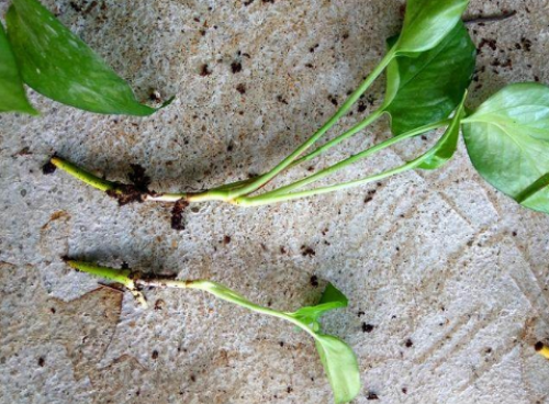 ������ôǤ�岽��ͼ�� ����Ǥ����������������ܼ��·�Ǥ�����