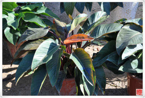 �챦ʯ����ô�� �챦ʯϲ������ֳ�������ɼ�ע���������