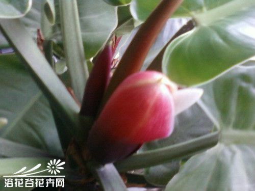 �챦ʯ����ô�� �챦ʯϲ������ֳ�������ɼ�ע���������