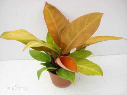 �챦ʯ����ô�� �챦ʯϲ������ֳ�������ɼ�ע���������