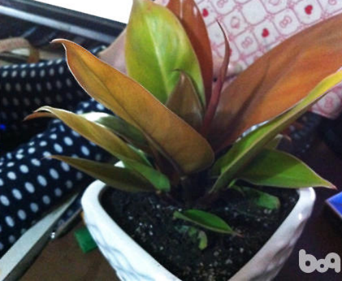 �챦ʯ����ô�� �챦ʯϲ������ֳ�������ɼ�ע���������