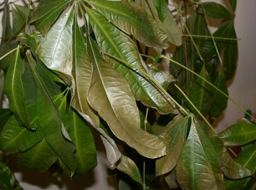 发财树叶子发黄什么原因 发财树叶子发黄掉落怎么办补救方法介绍