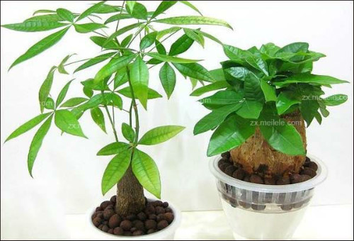 发财树叶子发黄什么原因 发财树叶子发黄掉落怎么办补救方法介绍