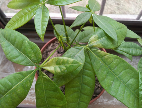 发财树叶子发黄什么原因 发财树叶子发黄掉落怎么办补救方法介绍