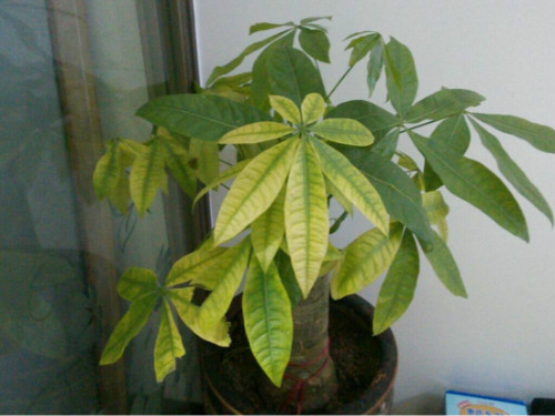 发财树叶子发黄什么原因 发财树叶子发黄掉落怎么办补救方法介绍