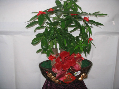 发财树叶子发黄什么原因 发财树叶子发黄掉落怎么办补救方法介绍