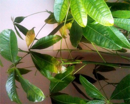 发财树叶子发黄什么原因 发财树叶子发黄掉落怎么办补救方法介绍