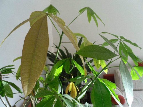 发财树叶子发黄什么原因 发财树叶子发黄掉落怎么办补救方法介绍