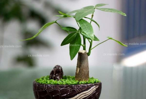 发财树怎么养才茂盛长得好 发财树的养殖方法和注意事项