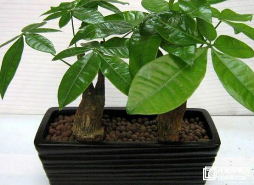 发财树怎么养才茂盛长得好 发财树的养殖方法和注意事项