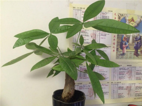 发财树怎么养才茂盛长得好 发财树的养殖方法和注意事项