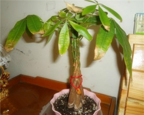 发财树怎么养才茂盛长得好 发财树的养殖方法和注意事项