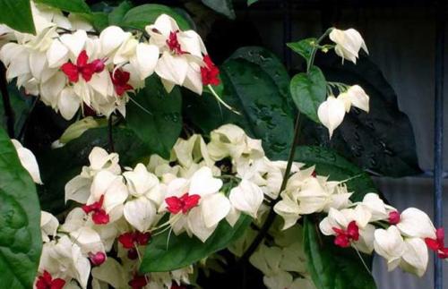 龙吐珠不开花怎么办怎么浇水 龙吐珠一年开几次花如何多开花图片