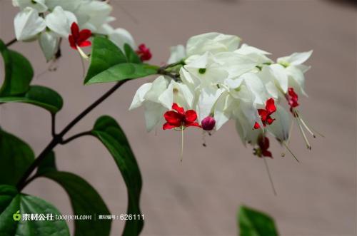 龙吐珠不开花怎么办怎么浇水 龙吐珠一年开几次花如何多开花图片